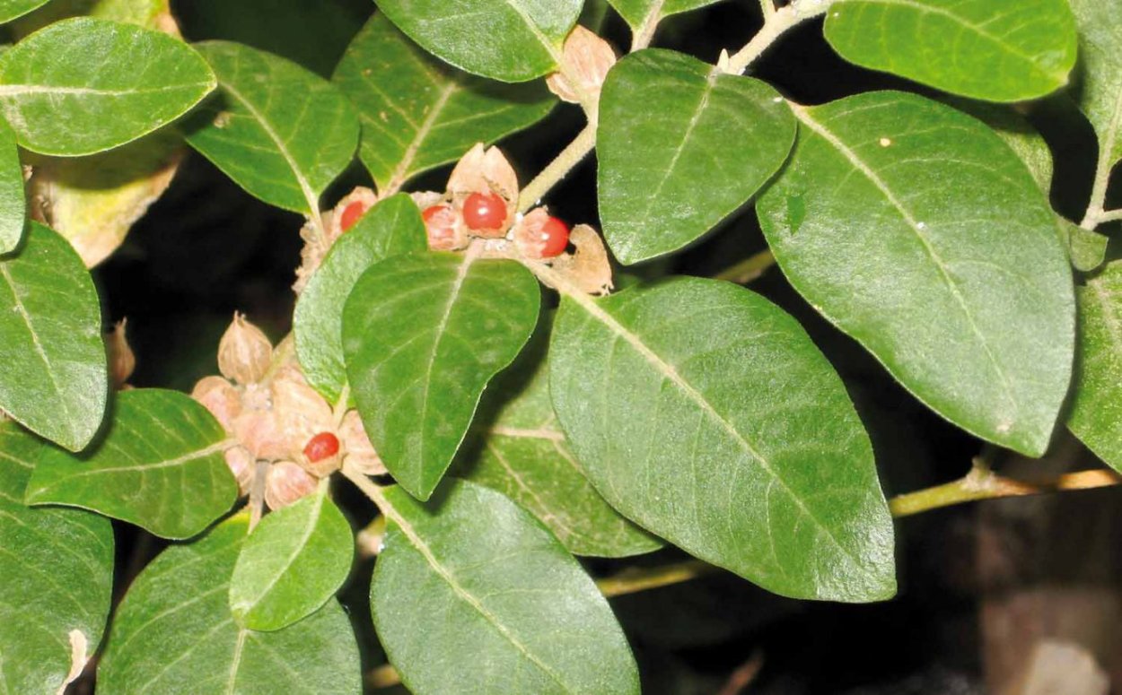 Паслен ложноперсидский