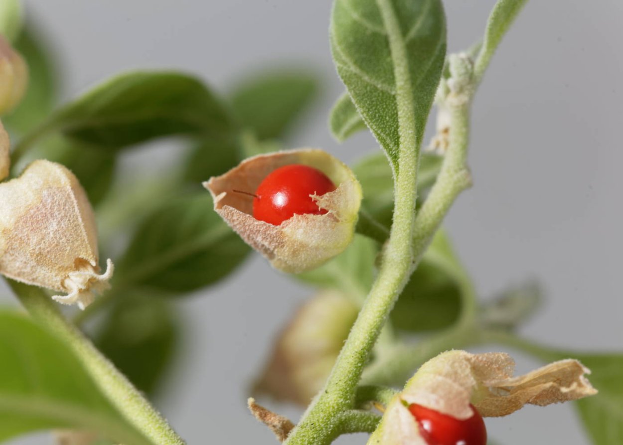 Ашваганда ягоды