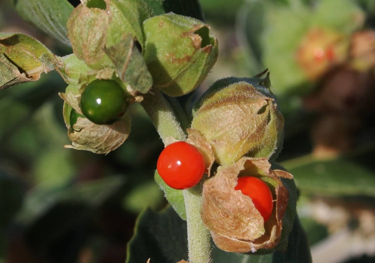 Withania somnifera (Ашваганда, индийский женьшень)