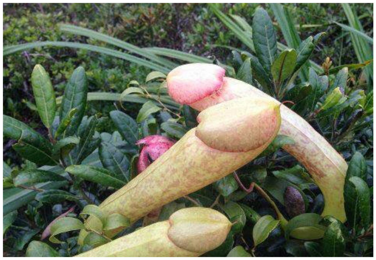 Ашваганда выращивание