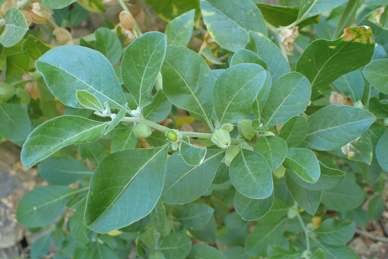Ashwagandha Withania somnifera