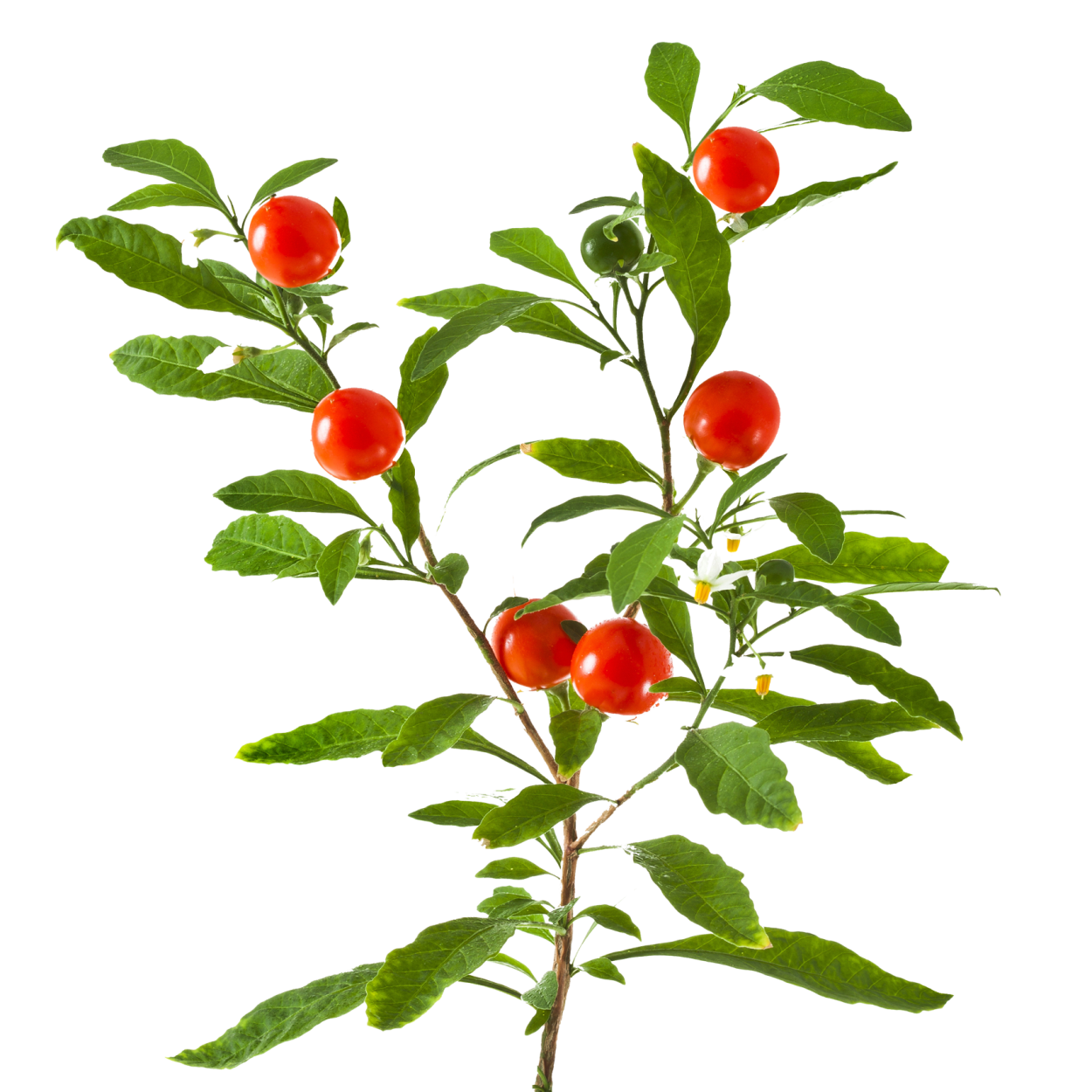 Косметика с женьшенем