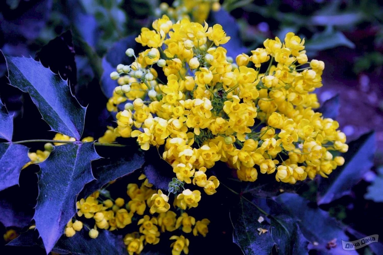 Магония падуболистная Mahonia aquifolium