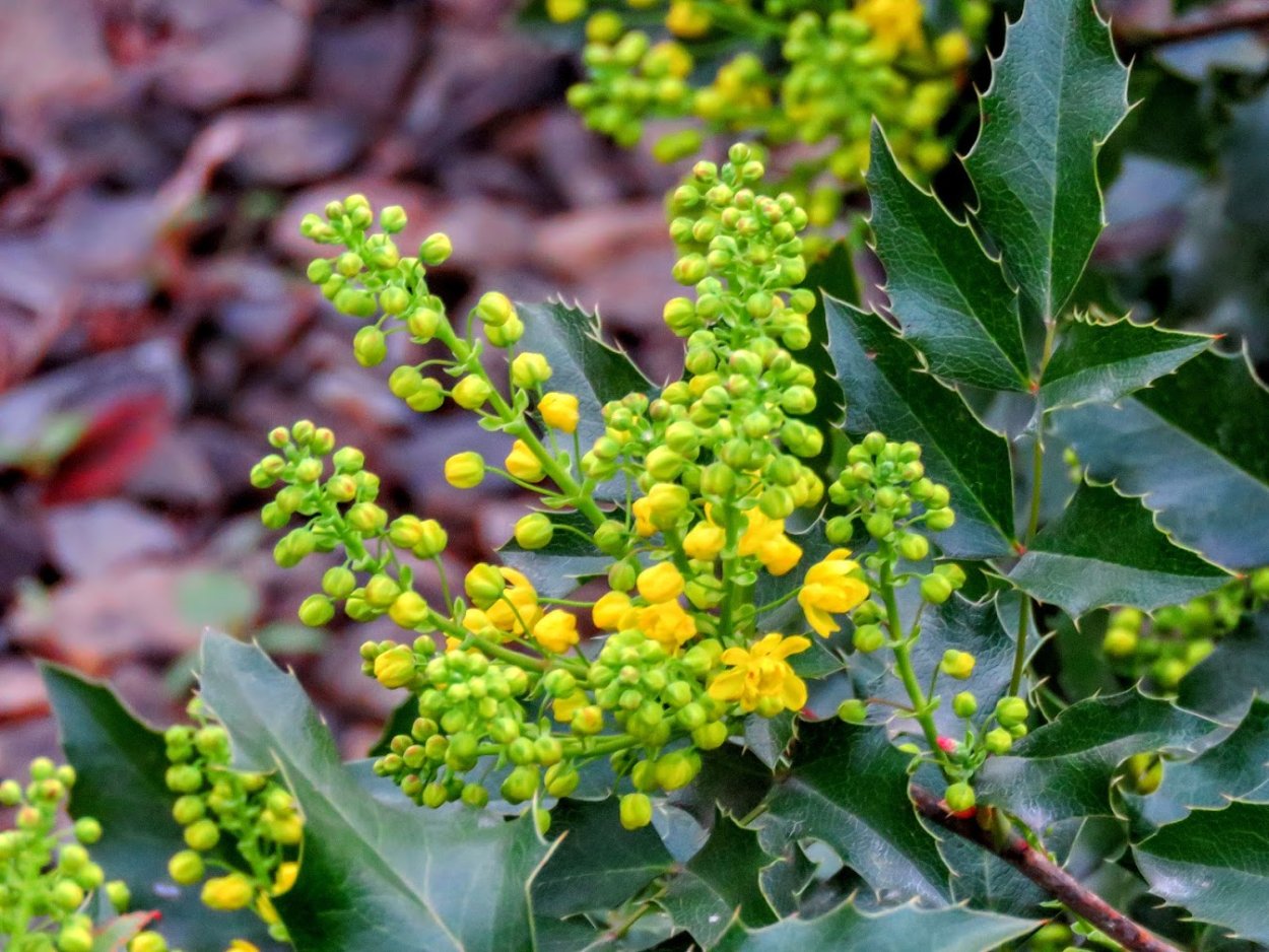 Вечнозеленый кустарник Магония
