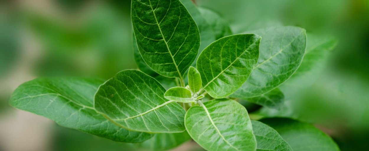 Базилик и орегано разница