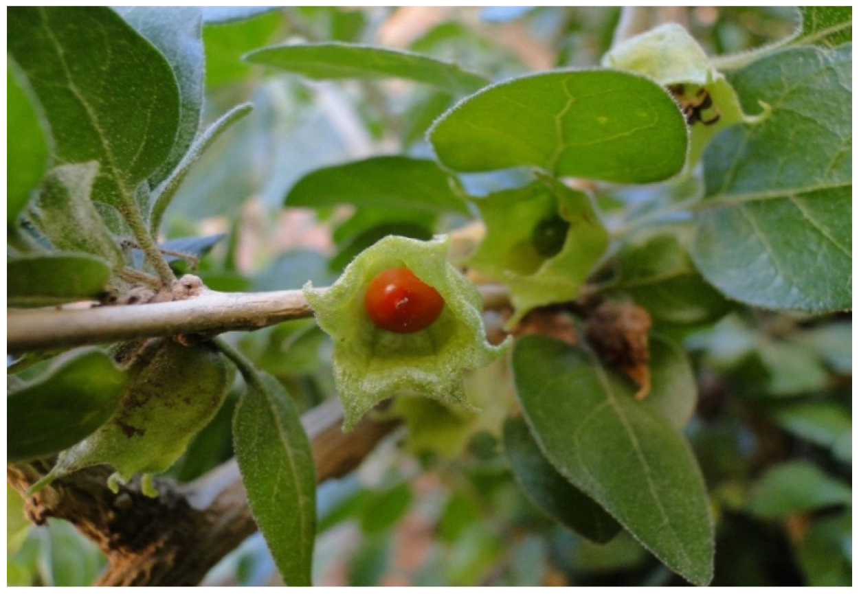 Красный женьшень на белом фоне