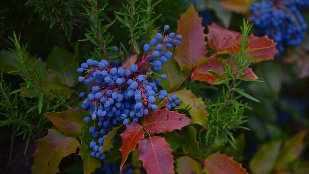 Магония падуболистная лето куст