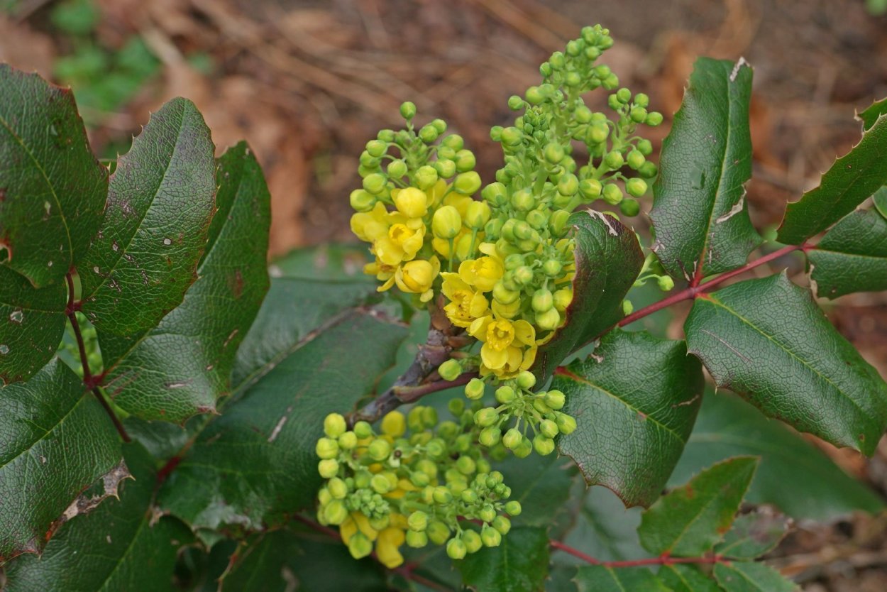 Магония падуболистная Атропурпуреа