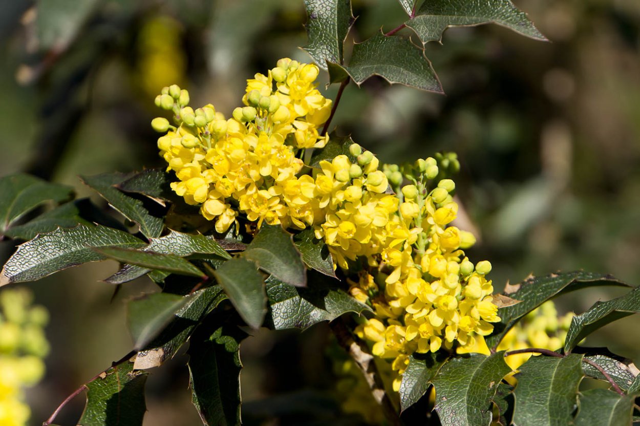 Магония падуболистная Смарагд