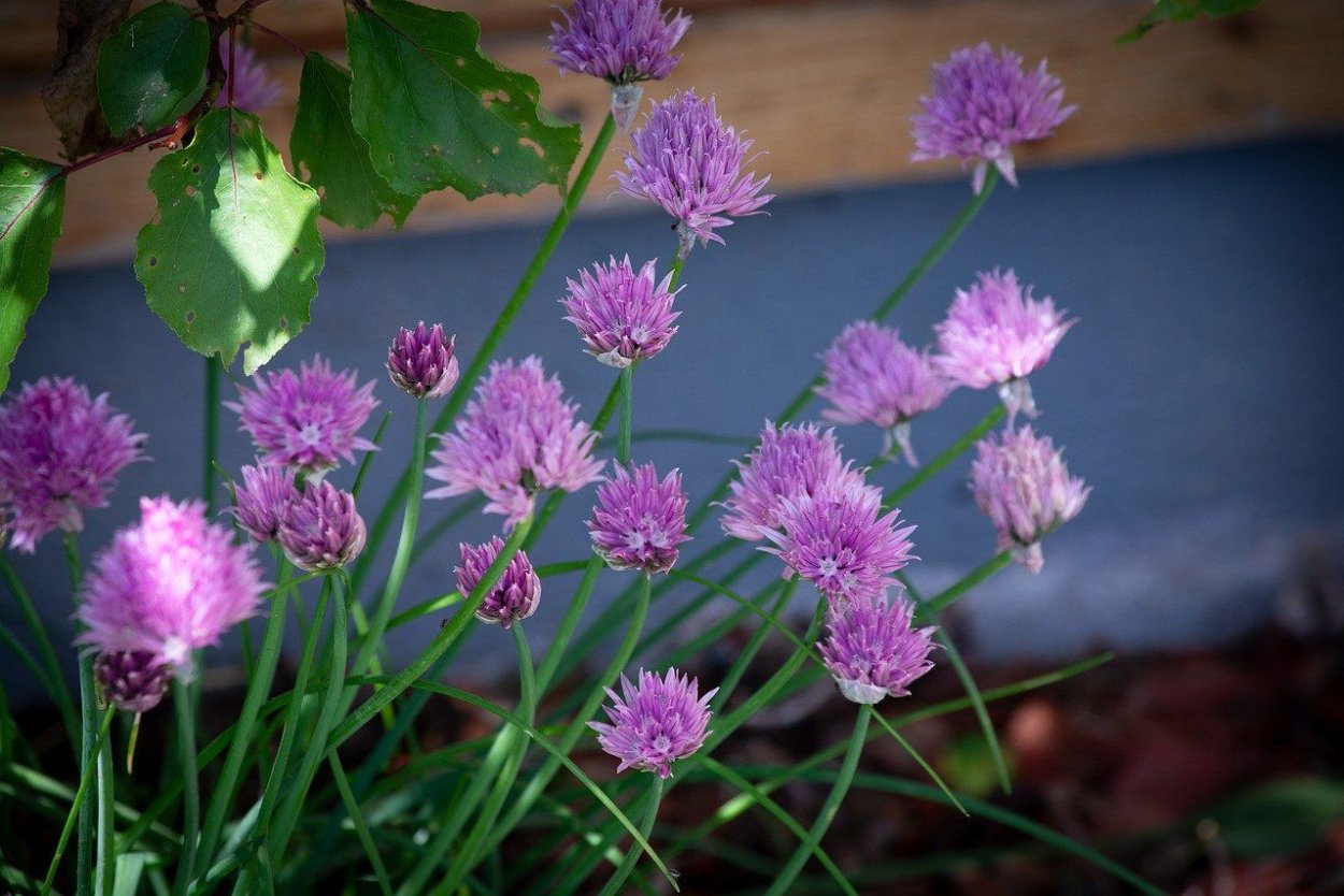 Китайский лук фото