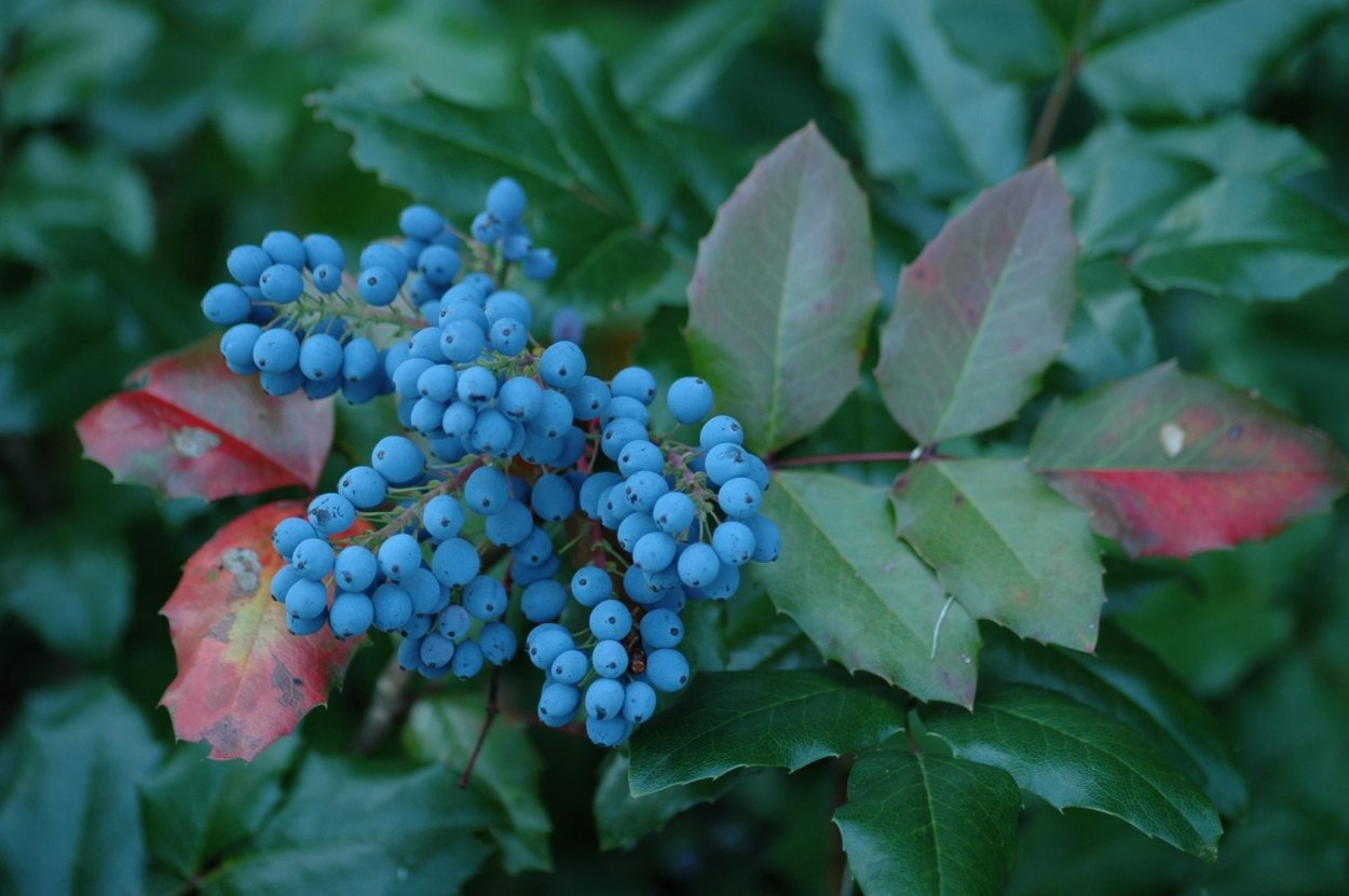 Магония падуболистная листья