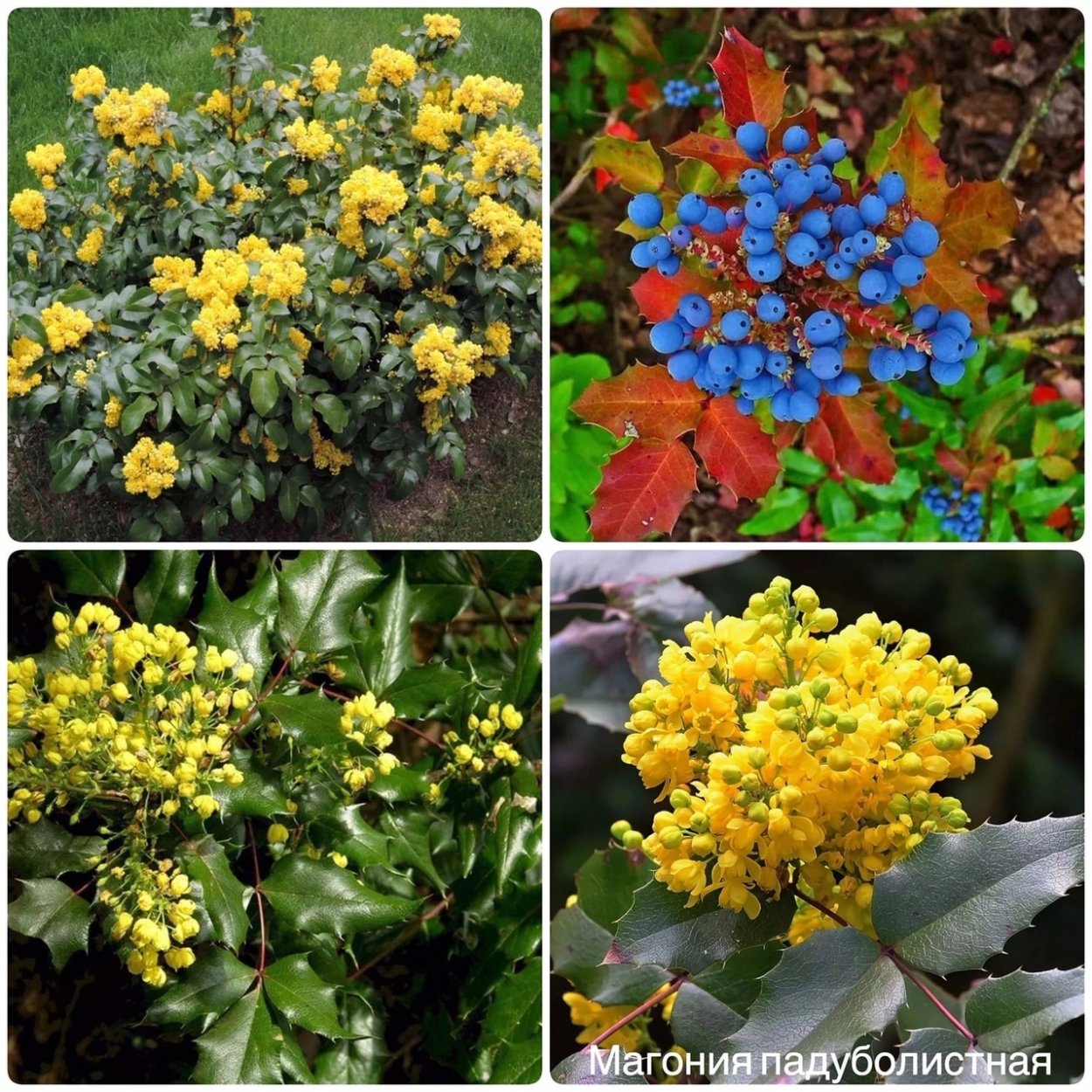 Магония Атропурпуреа