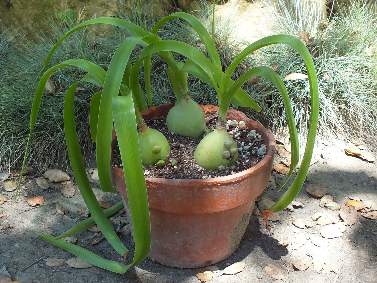 Гиппеаструм индийский лук