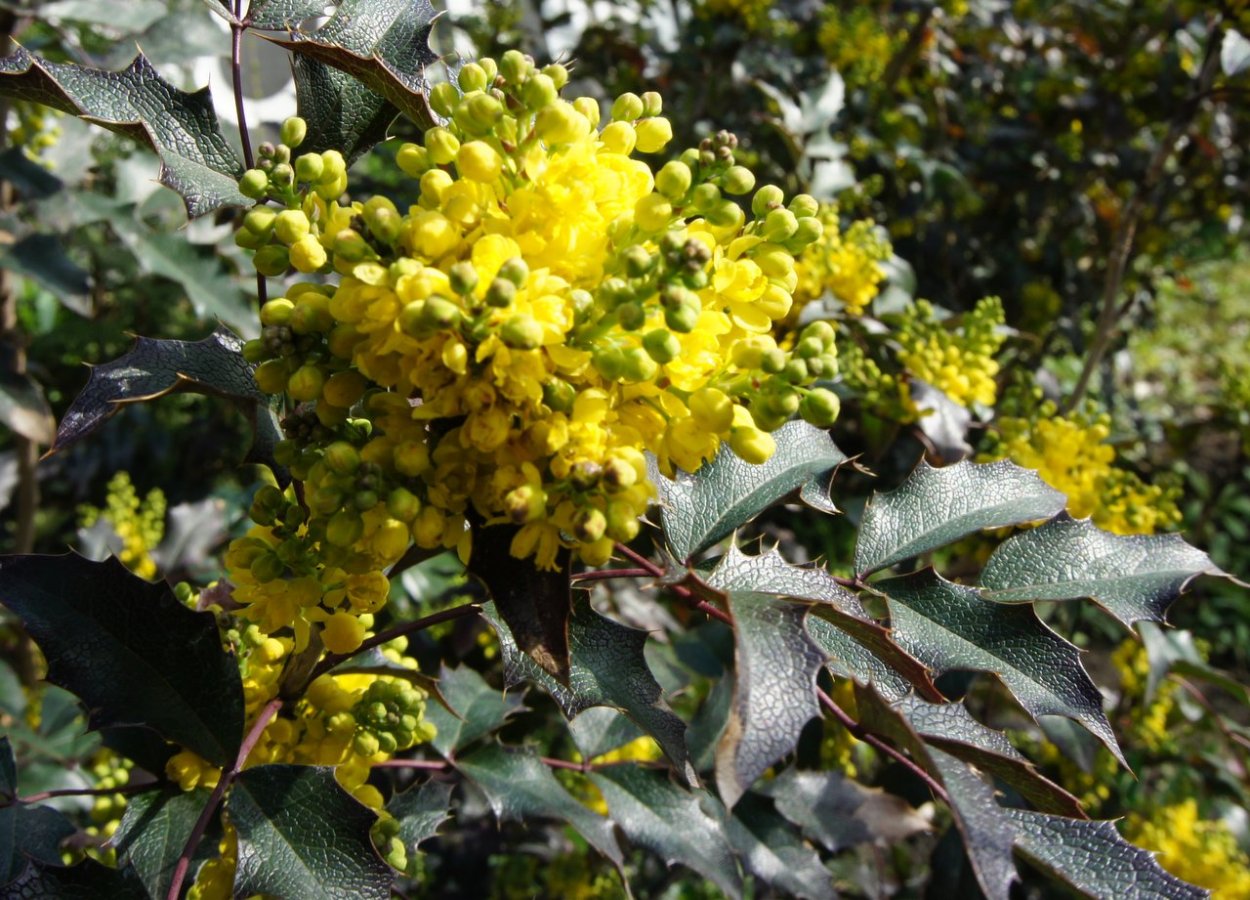 Магония падуболистная куст