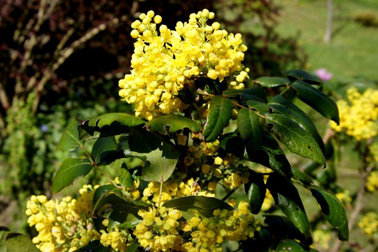 Магония падуболистная