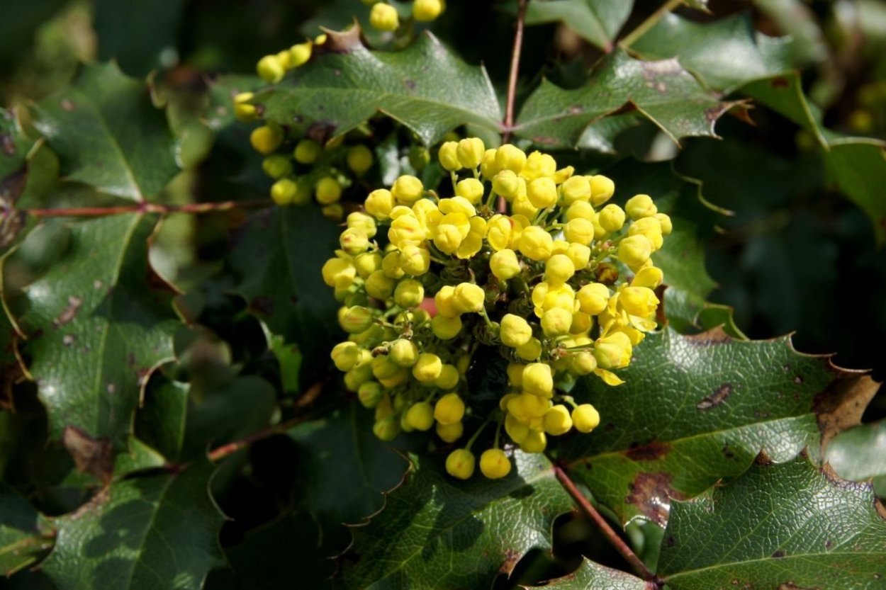 Магония падуболистная