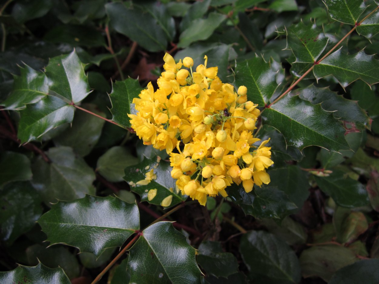 Кустарник вечнозеленый с желтыми цветами Америка