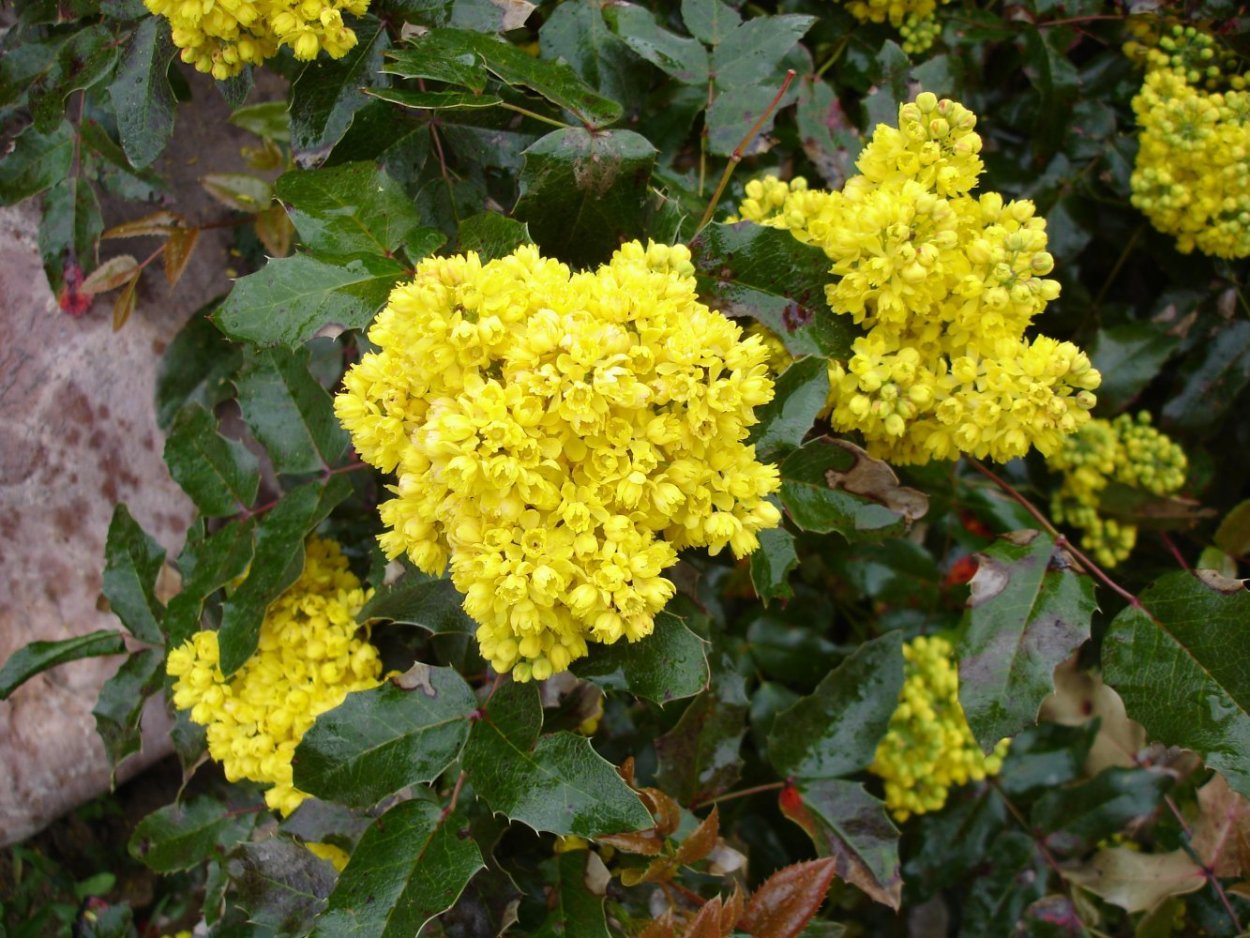 Вечнозеленый Южный куст