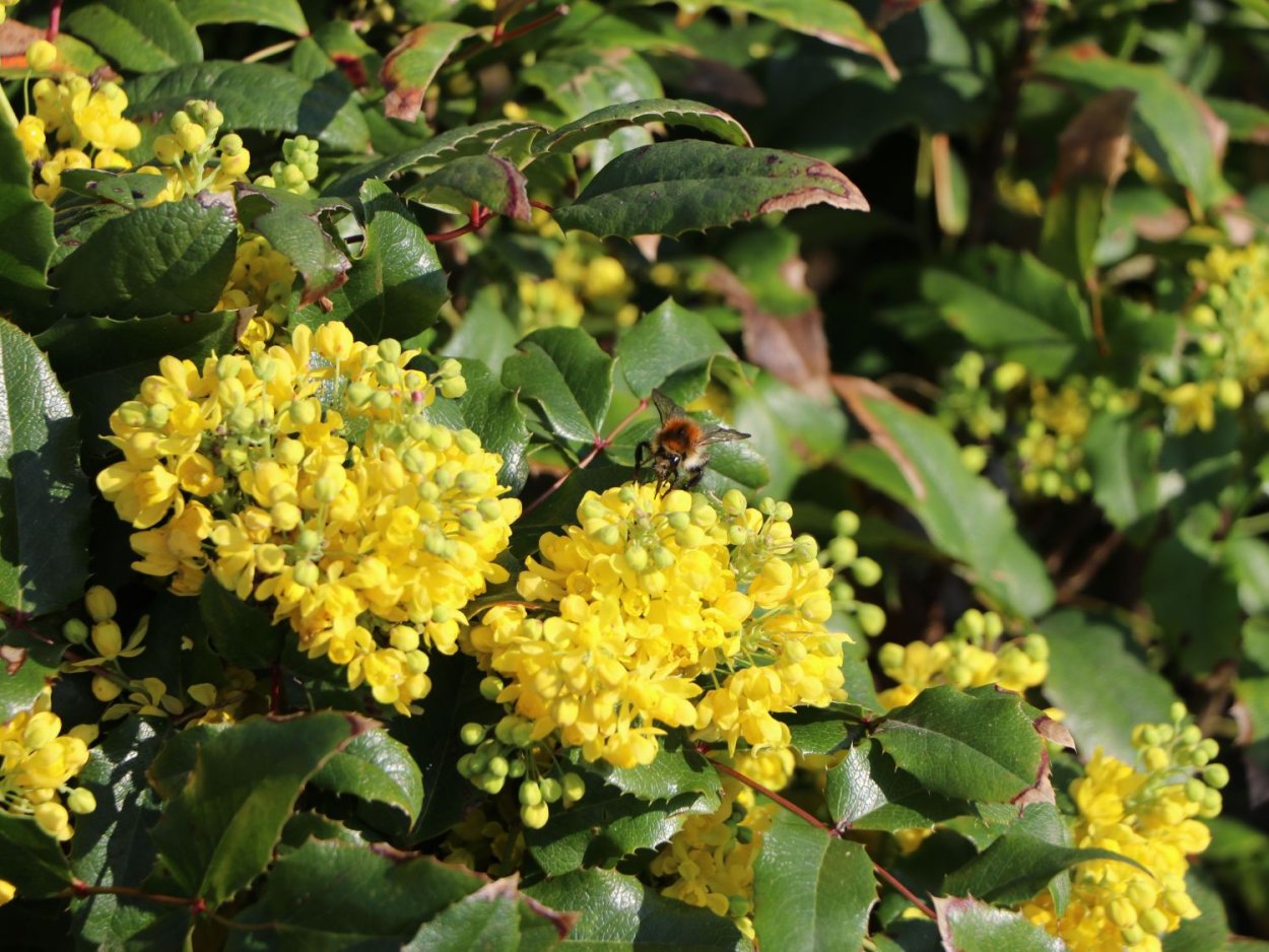 Магония падуболистная