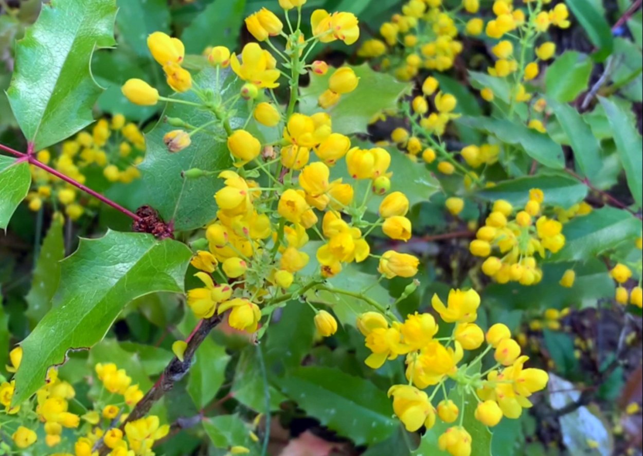 Магния поддуболистная