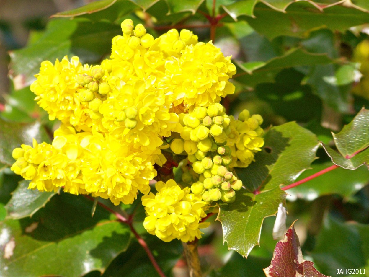 Магония падуболистная Mahonia aquifolium