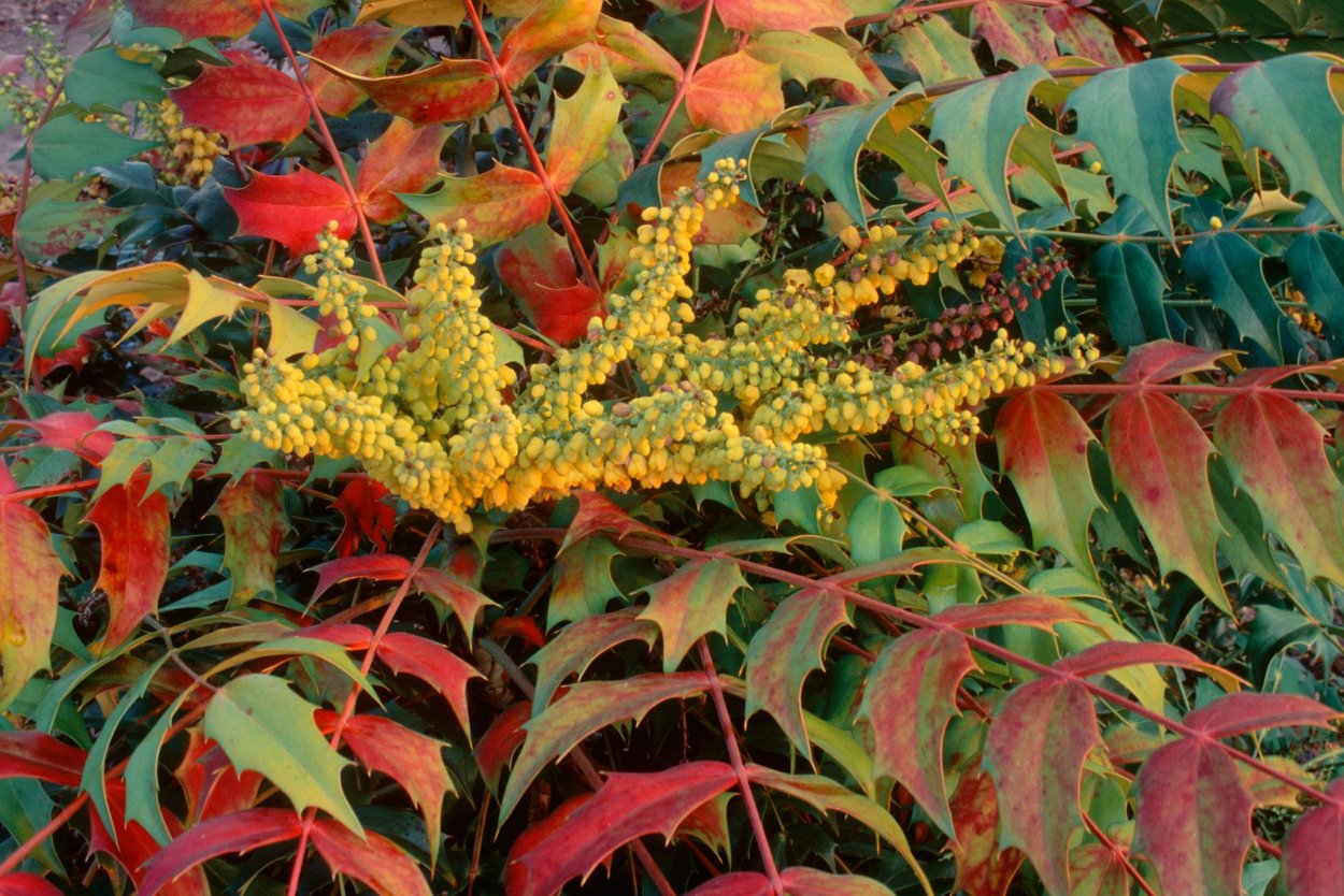 Mahonia aquifolium