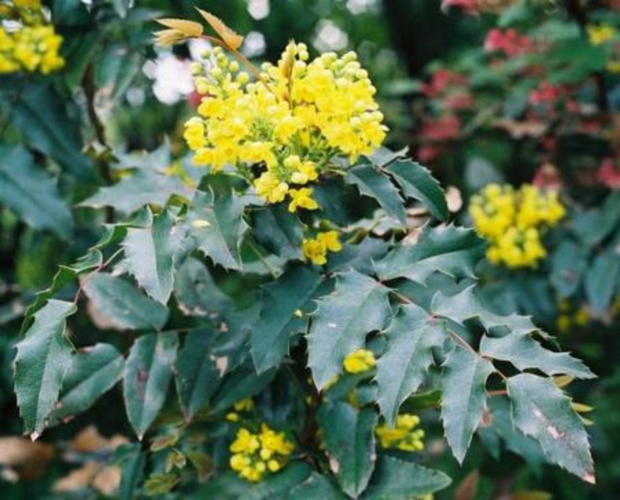 Магония Mahonia aquifolium