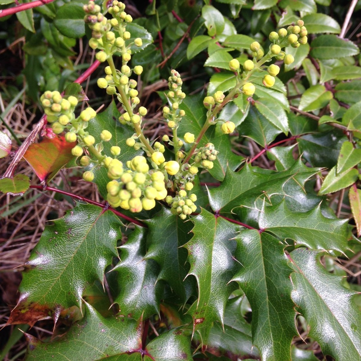 Цветы Магония падуболистная