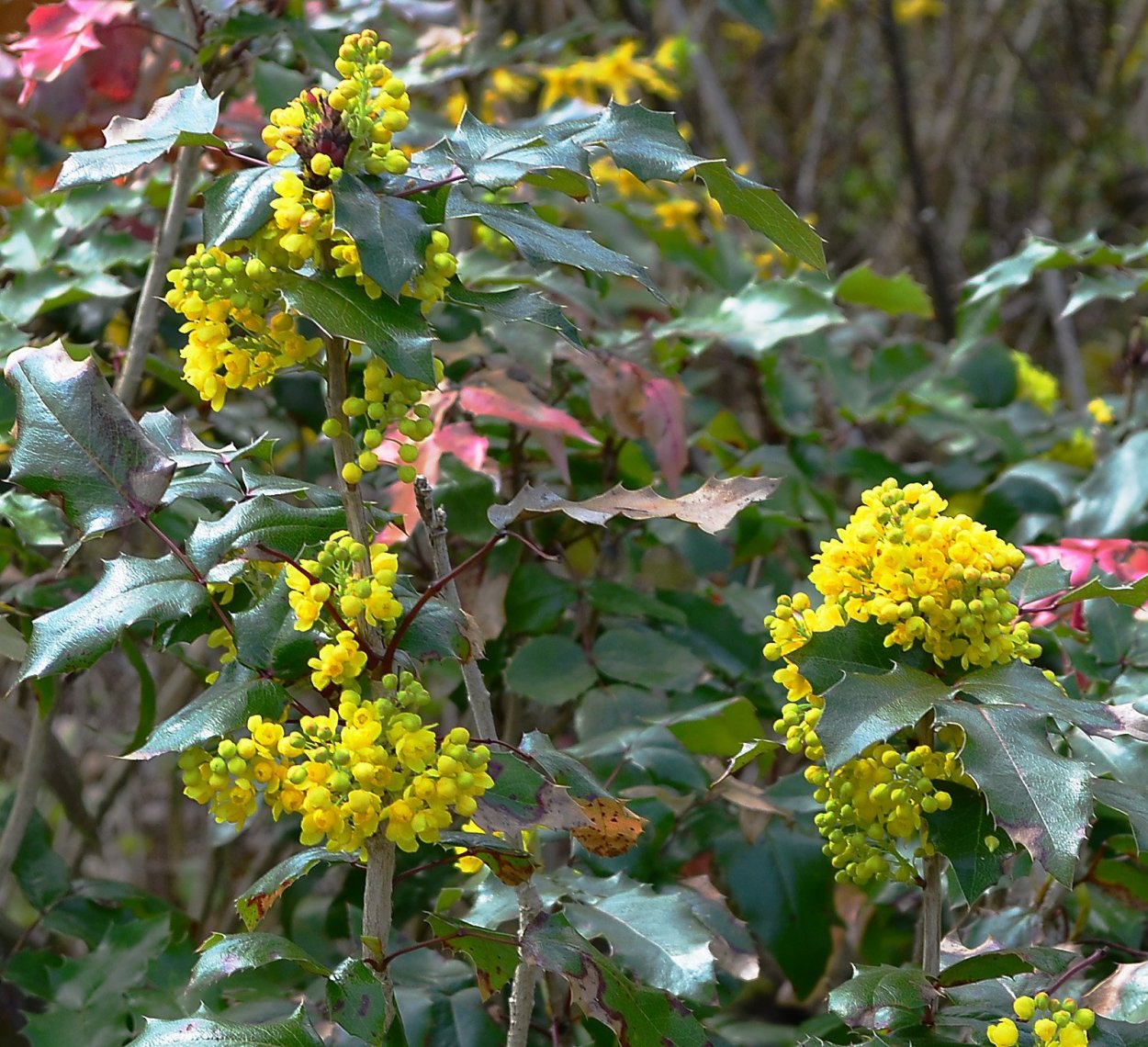 Магония аквифолиум