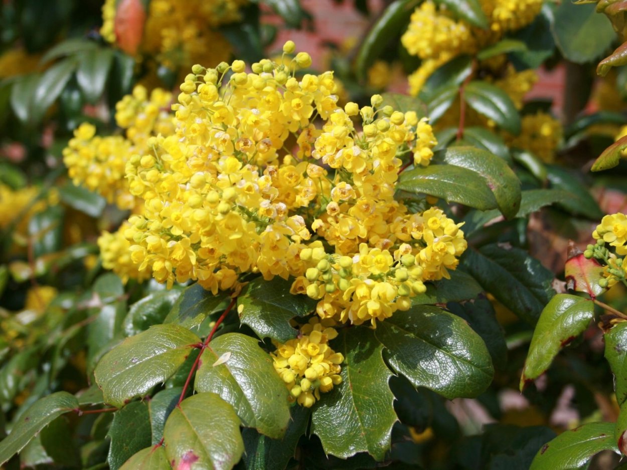 Магония падуболистная