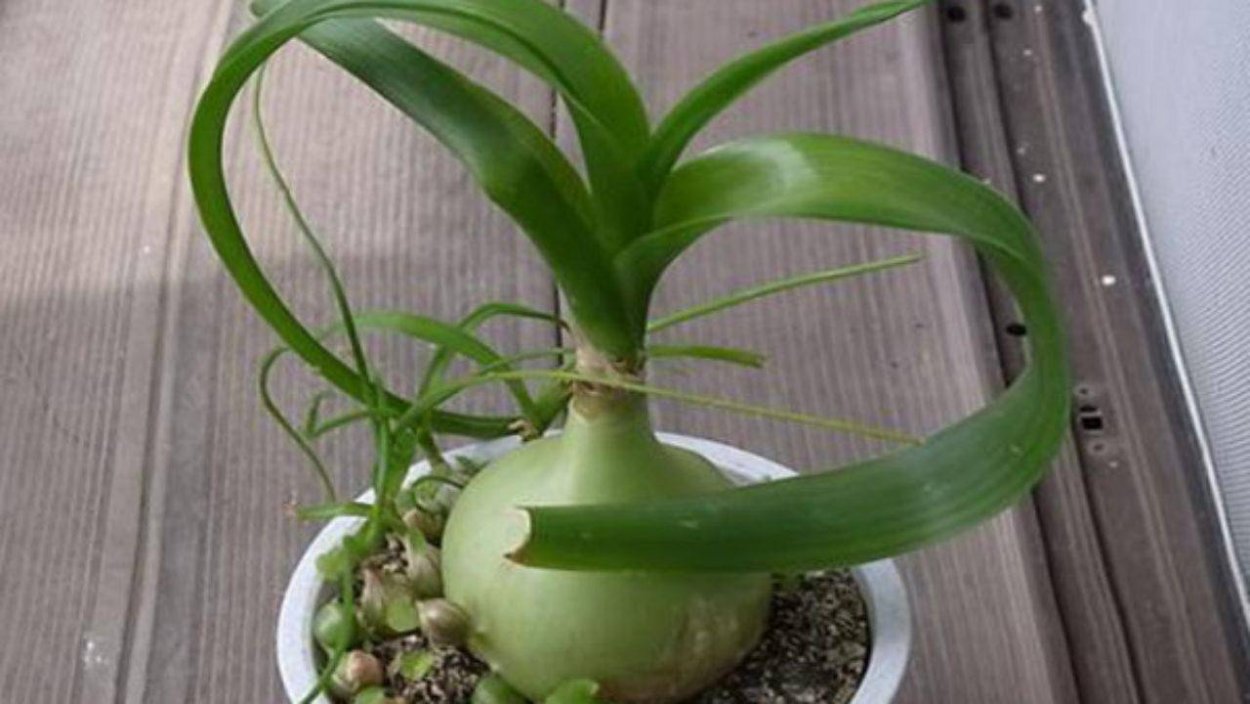 Птицемлечник хвостатый