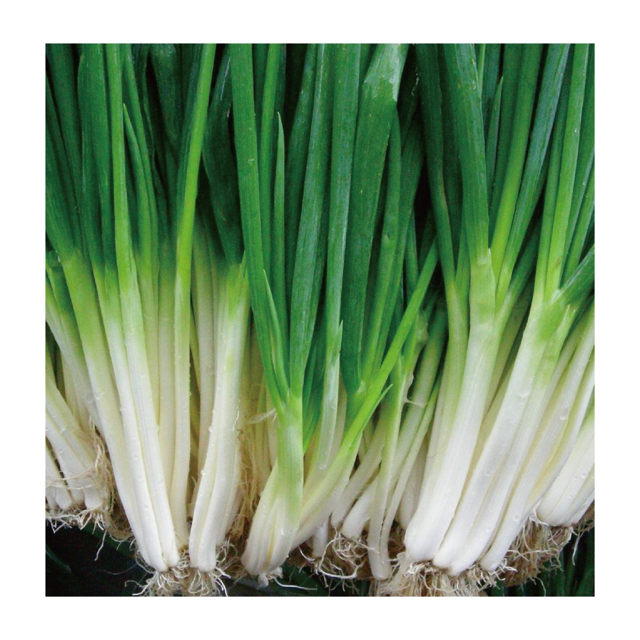 Лук китайский лечебные