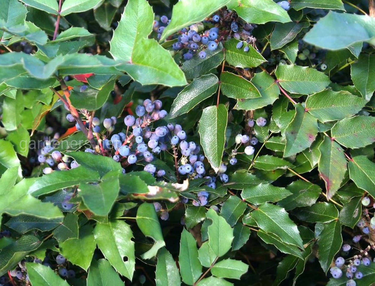 Магнолия падуболистная