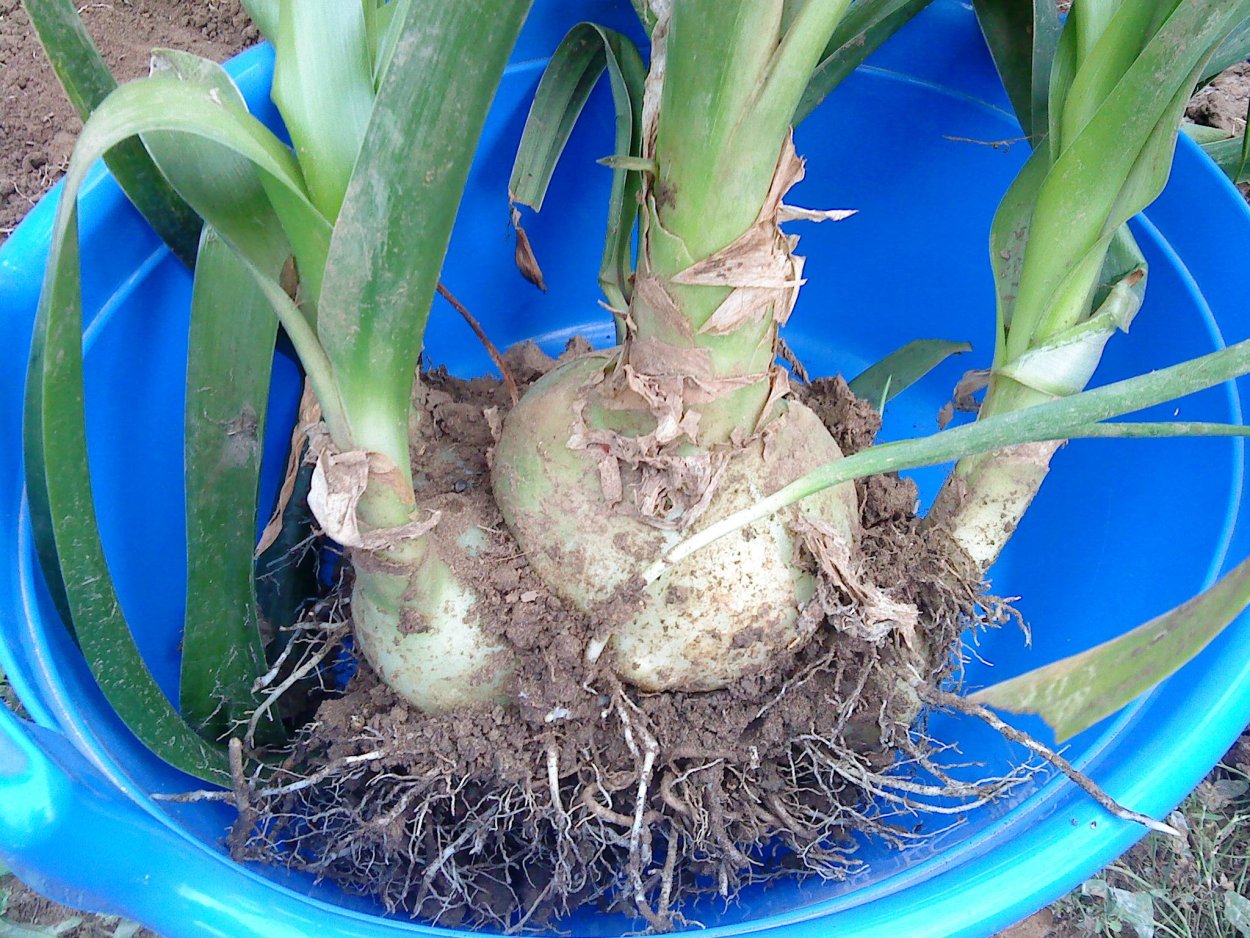 Индийский ядовитый лук