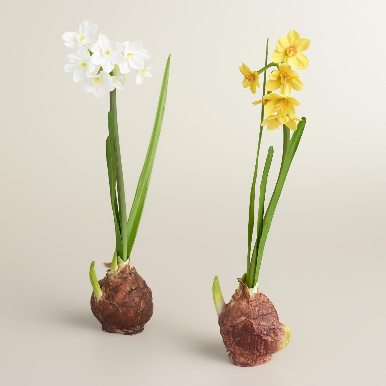 Луковица нарцисса