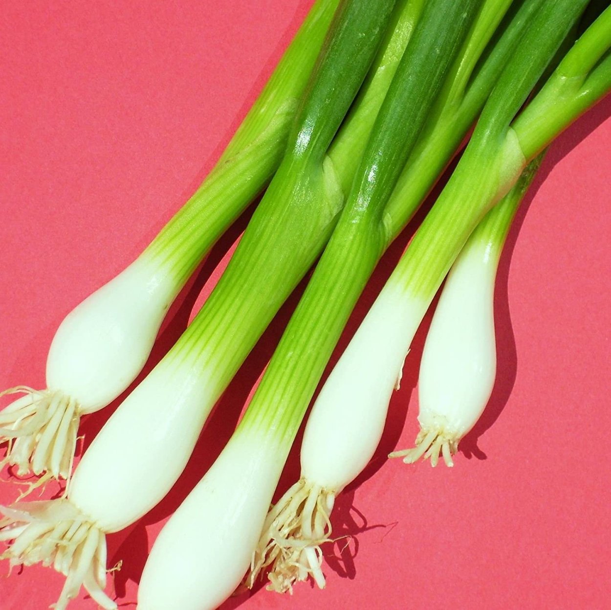 Лук салатный весенний