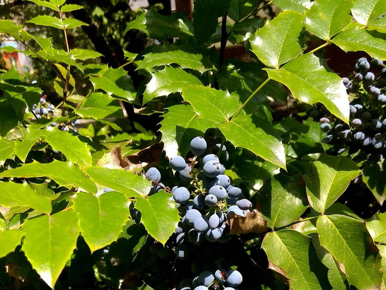 Mahonia aquifolium Top