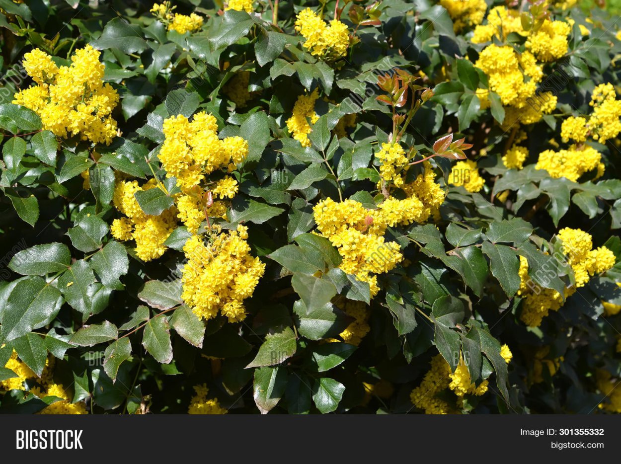 Магония Аполлон