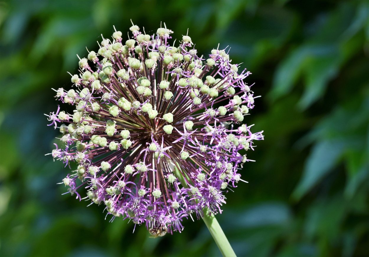 Геофилия корней Allium