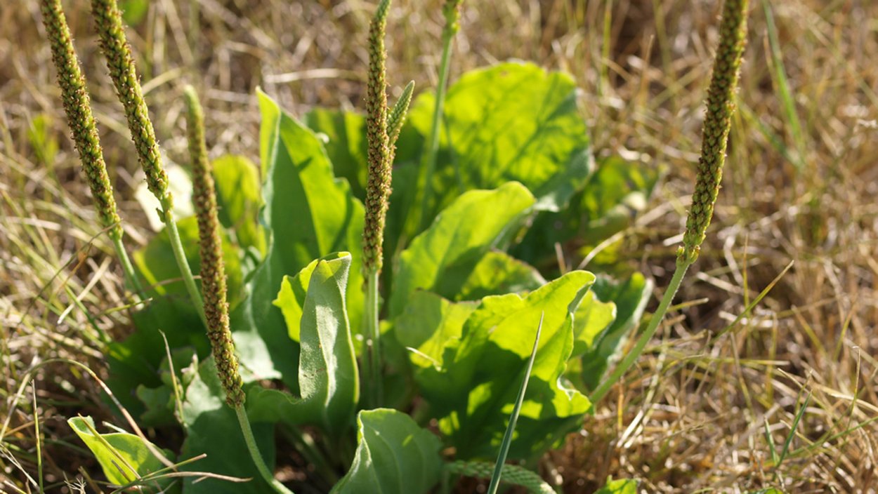 Подорожник большой