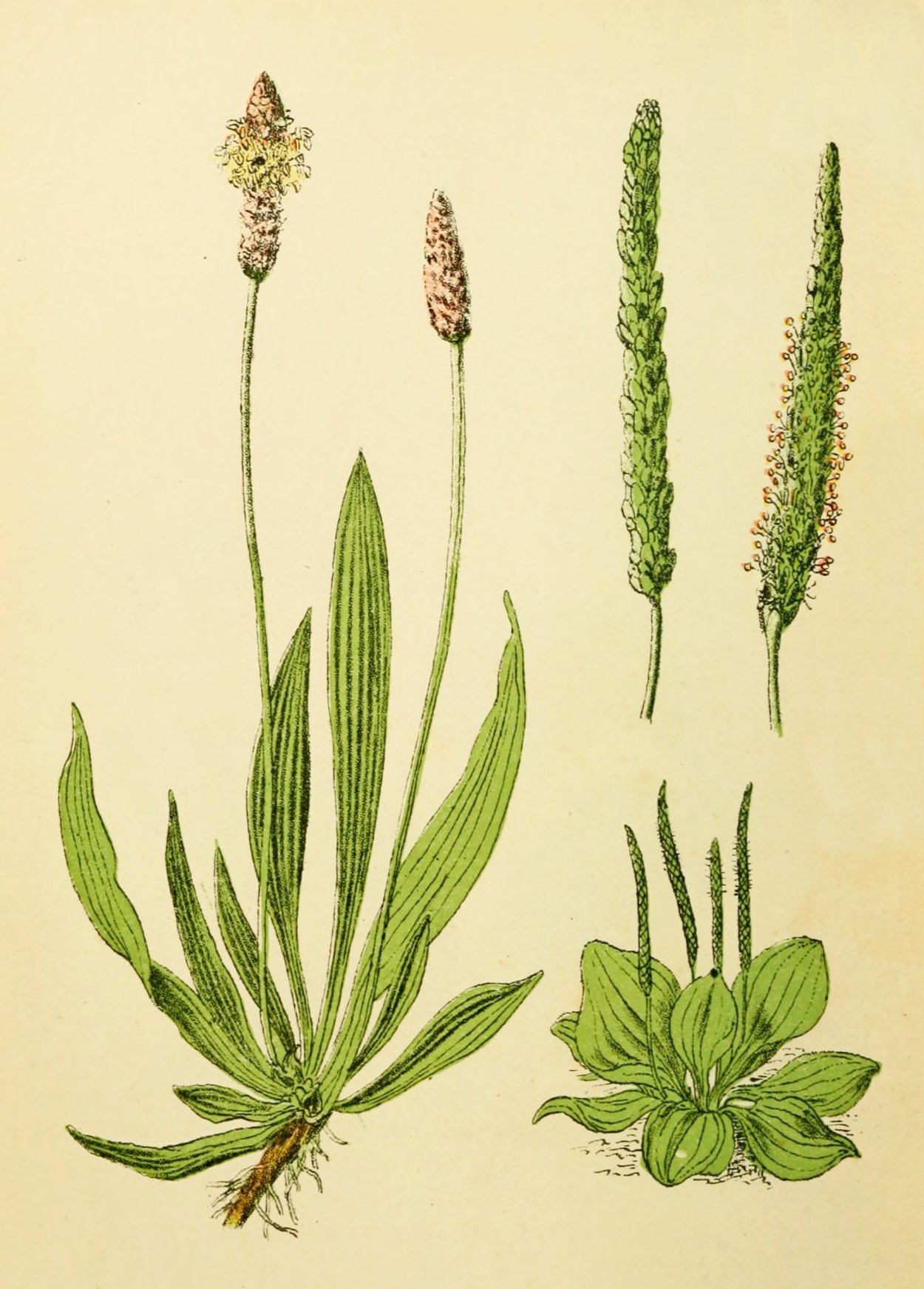 Подорожник ланцетный. (Plantago lanceolata l.)