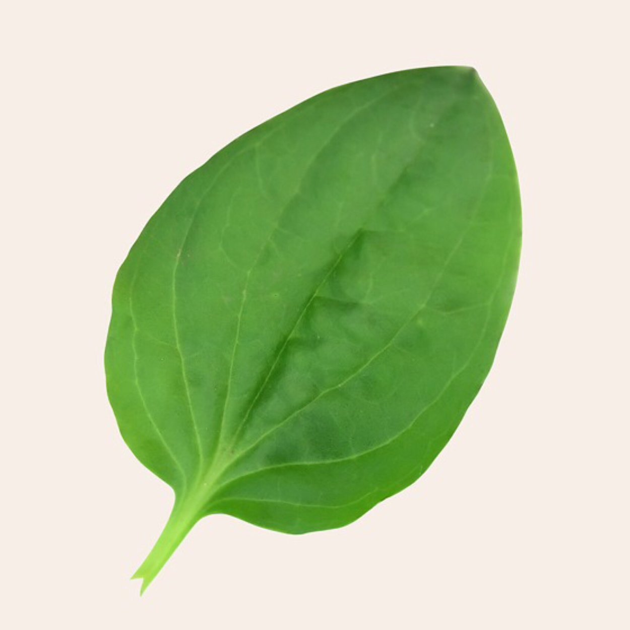 Подорожник фото