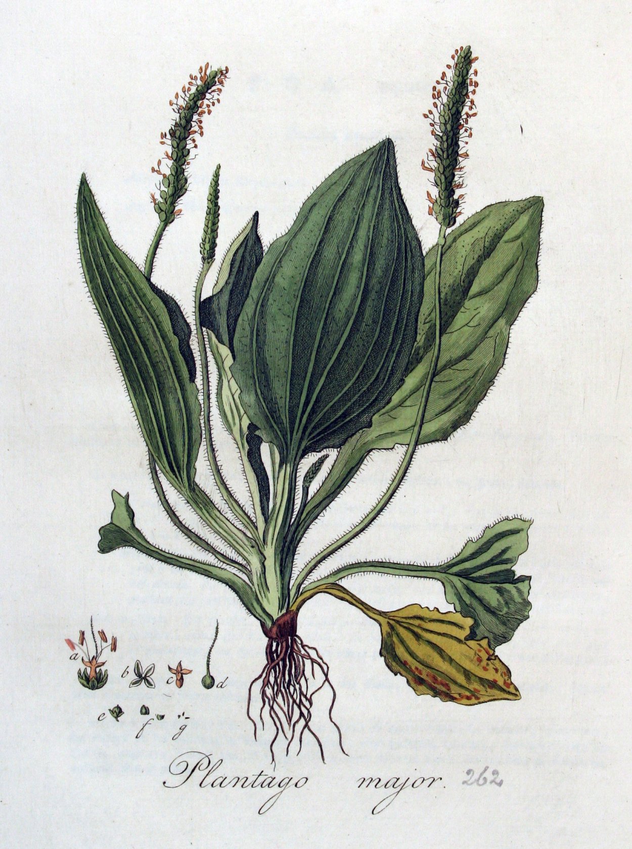 Подорожник ( Plantago Major)