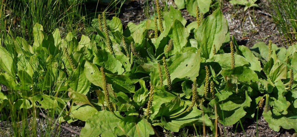 Подорожник большой