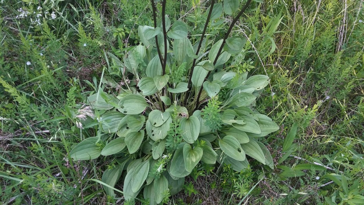 Индийский подорожник