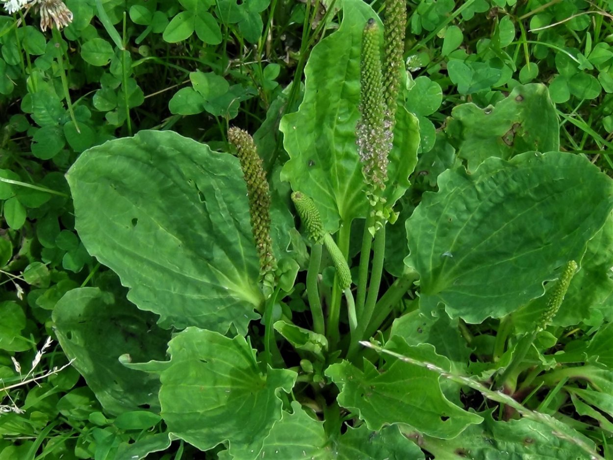 Подорожник широколистный