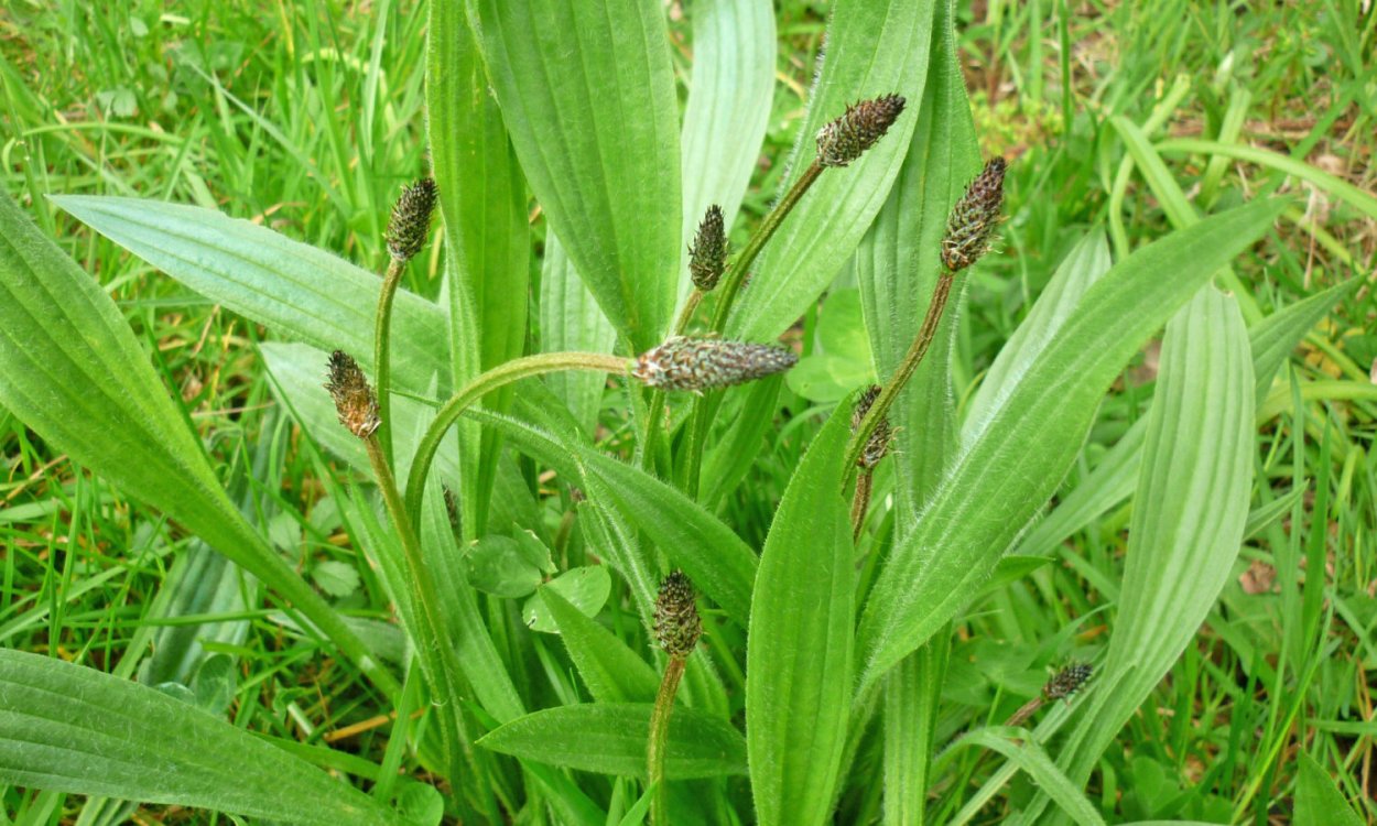 Подорожник стилизация