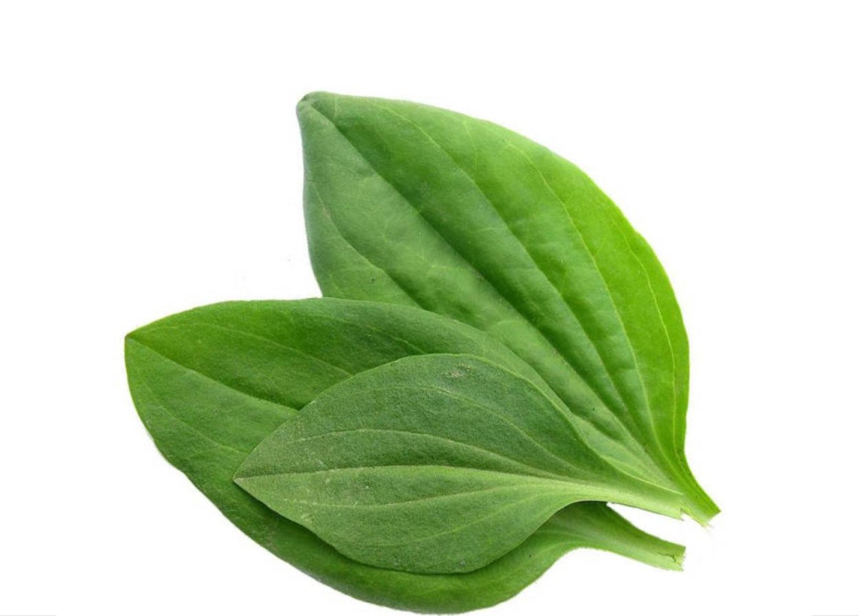 Подорожник лист