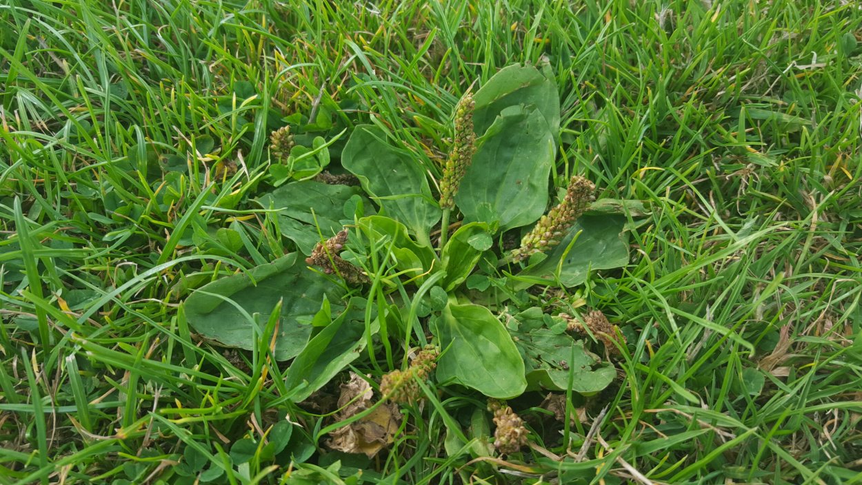 Подорожник паутинистый