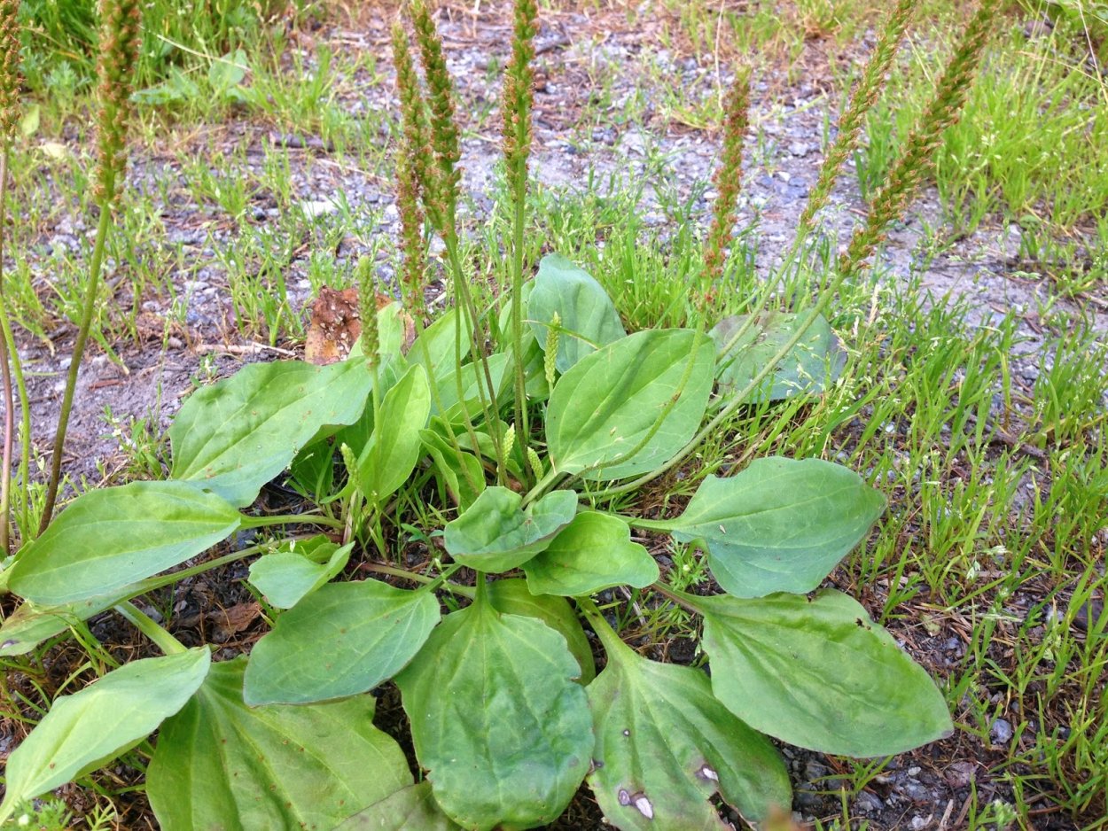 Plantain подорожник